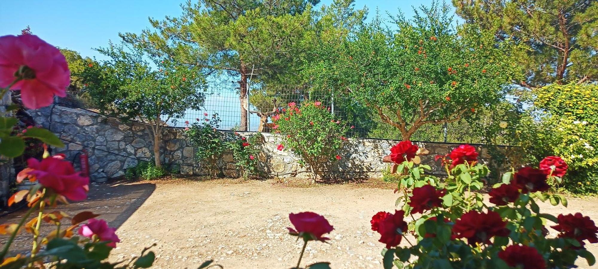 Villa Dora'S House Istrios Esterno foto